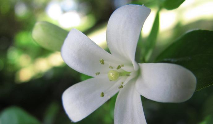 九里香之寓意与象征(香气满溢) 九里香之寓意与象征(香气满溢)