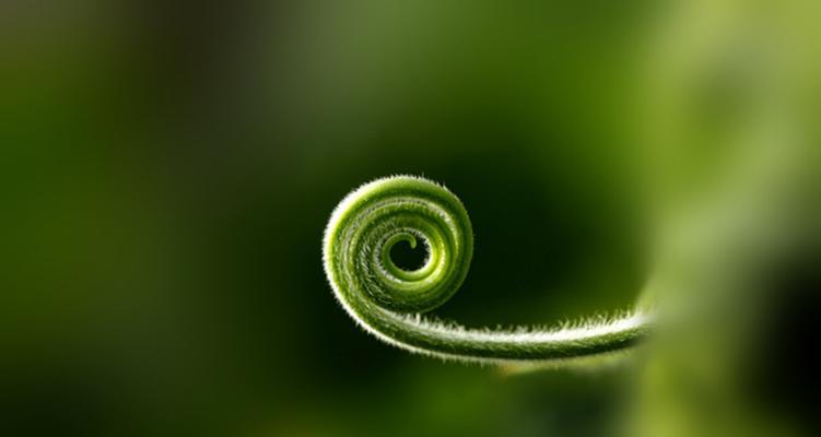 南瓜须的功效与作用是什么？如何正确食用南瓜须？