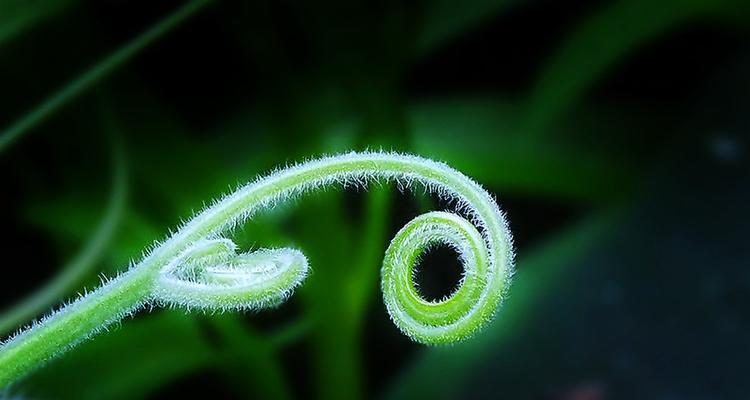 南瓜须的功效与作用是什么？如何正确食用南瓜须？