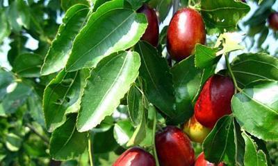 生吃枣子有什么好处？如何正确食用以获得最大健康益处？