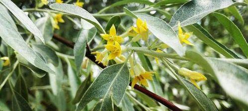 生吃枣子有什么好处？如何正确食用以获得最大健康益处？