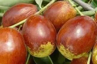 生吃枣子有什么好处？如何正确食用以获得最大健康益处？