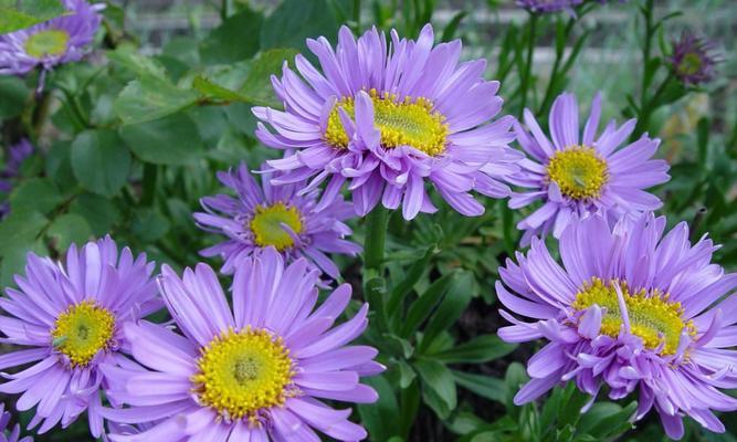 白色翠菊的花语——寄托纯洁和希望的象征（纯洁花海中的白色翠菊）