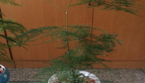 磷酸二氢钾浇文竹合适吗？使用方法和注意事项是什么？