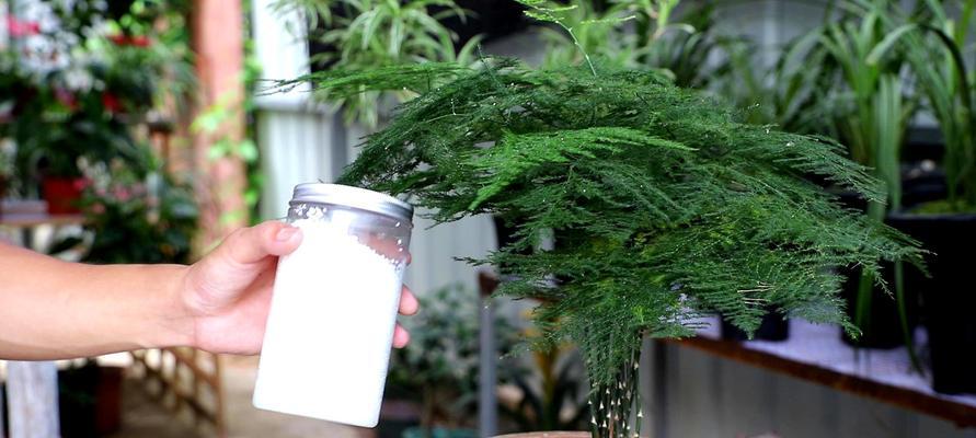 磷酸二氢钾浇文竹合适吗？使用方法和注意事项是什么？