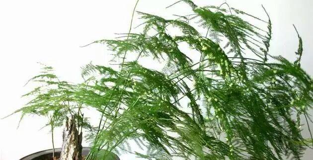 磷酸二氢钾浇文竹合适吗？使用方法和注意事项是什么？