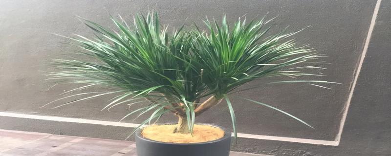 龙须树风水的神奇力量（揭秘龙须树的寓意与作用）