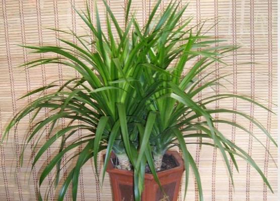 龙须树风水的神奇力量（揭秘龙须树的寓意与作用）