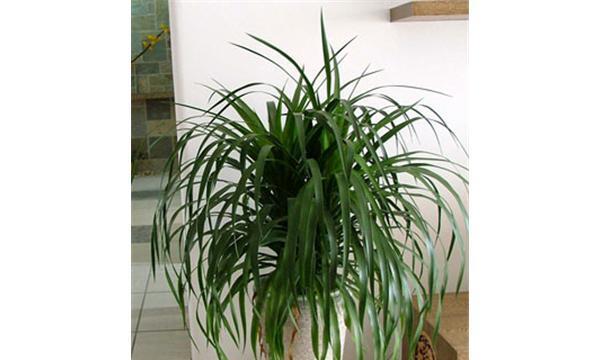 龙须树风水的神奇力量（揭秘龙须树的寓意与作用）