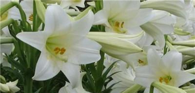 夏天种植百合花需要注意什么?如何确保成活率?