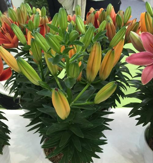 夏天种植百合花需要注意什么？如何确保成活率？