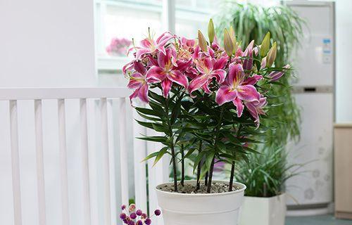 夏天种植百合花需要注意什么？如何确保成活率？