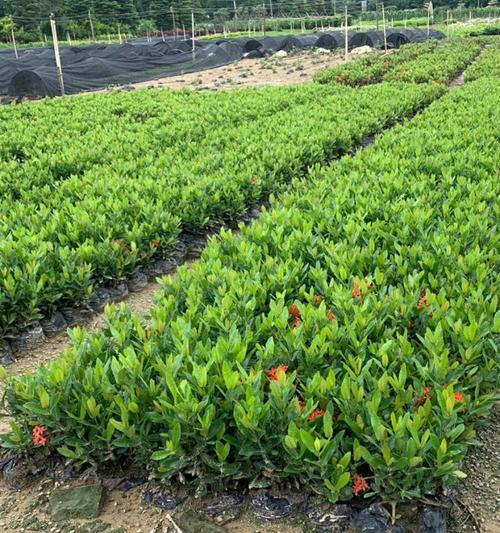 小叶龙船花的美丽与寓意（探寻小叶龙船花的花语和象征意义）