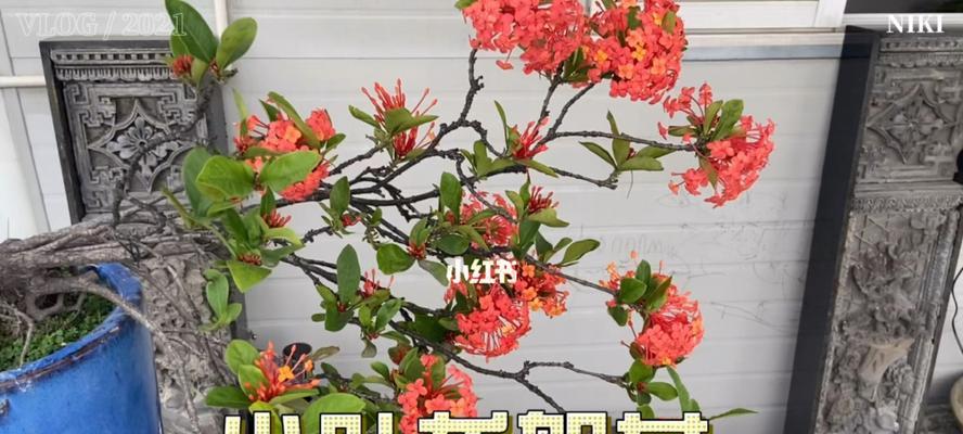 小叶龙船花的美丽与寓意（探寻小叶龙船花的花语和象征意义）