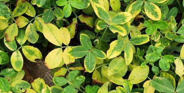 花生花叶病有哪些症状?如何有效防治?