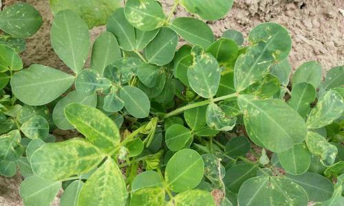 花生花叶病有哪些症状？如何有效防治？