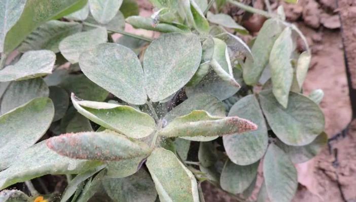 花生花叶病有哪些症状？如何有效防治？