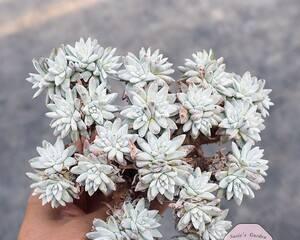 白菊多肉配土方法是什么？如何确保土壤适合白菊多肉生长？