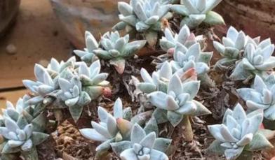 白菊多肉配土方法是什么？如何确保土壤适合白菊多肉生长？