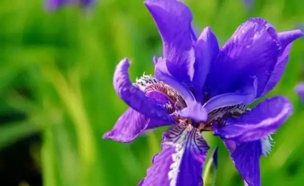 鸢尾草的寓意与象征意义(探寻鸢尾草的花语与文化内涵) 鸢尾草的寓意与象征意义(探寻鸢尾草的花语与文化内涵)