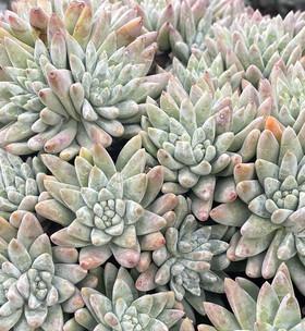 白菊多肉配土方法是什么？如何确保土壤适合白菊多肉生长？