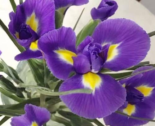 鸢尾草的寓意与象征意义(探寻鸢尾草的花语与文化内涵) 鸢尾草的寓意与象征意义(探寻鸢尾草的花语与文化内涵)