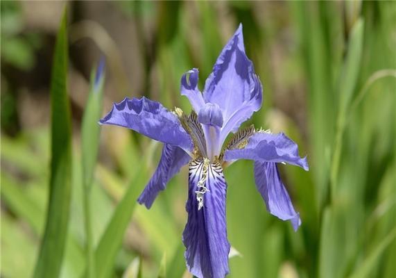 鸢尾草的寓意与象征意义(探寻鸢尾草的花语与文化内涵) 鸢尾草的寓意与象征意义(探寻鸢尾草的花语与文化内涵)