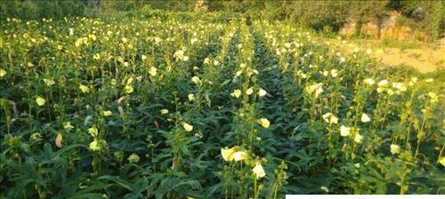 金花葵种子最佳种植时间是什么时候?种植后需要注意哪些事项? 金花葵种子最佳种植时间是什么时候?种植后需要注意哪些事项?