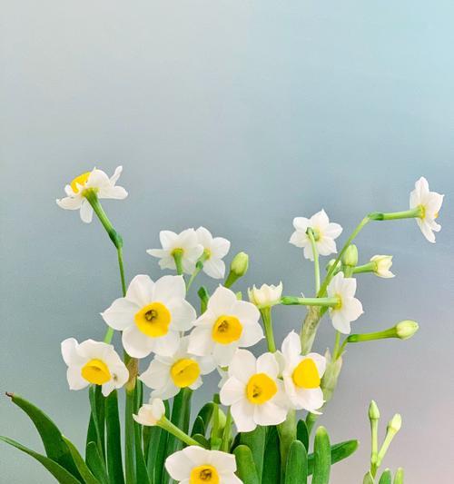 水仙恋(以水仙恋为象征)
