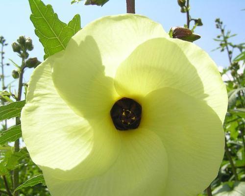 金花葵种子最佳种植时间是什么时候?种植后需要注意哪些事项? 金花葵种子最佳种植时间是什么时候?种植后需要注意哪些事项?