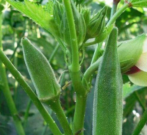 金花葵种子最佳种植时间是什么时候?种植后需要注意哪些事项? 金花葵种子最佳种植时间是什么时候?种植后需要注意哪些事项?