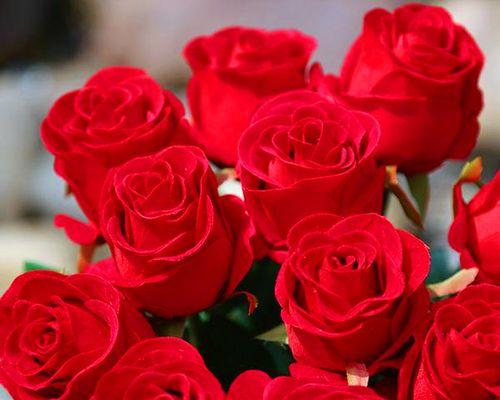 玫瑰花的含义与象征（送玫瑰花的深层含义）