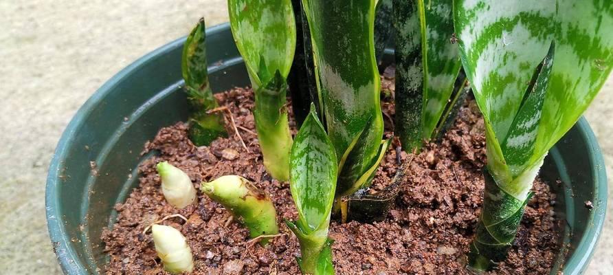 虎皮兰配土方法是什么？种植土壤有何讲究？