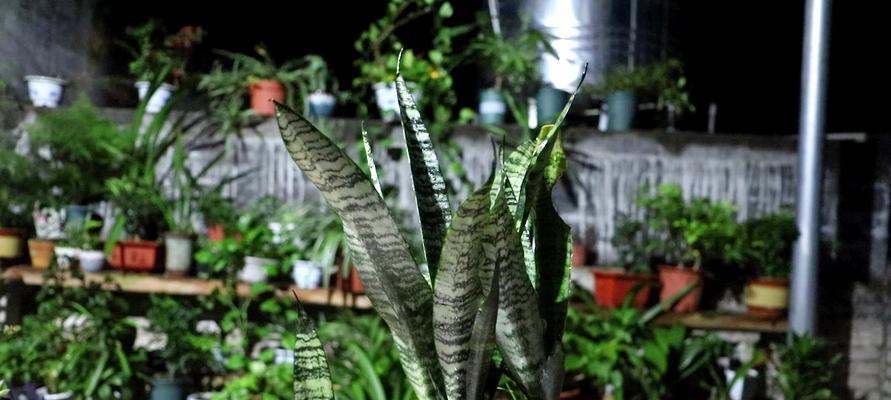 虎皮兰配土方法是什么？种植土壤有何讲究？