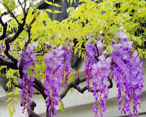 紫藤花（揭开紫藤花的隐含力量与美丽）