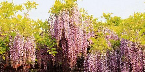 紫藤花（揭开紫藤花的隐含力量与美丽）