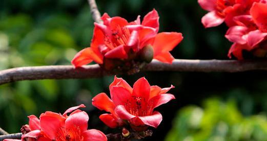 木棉花的花语及其意义（探索木棉花的花语）
