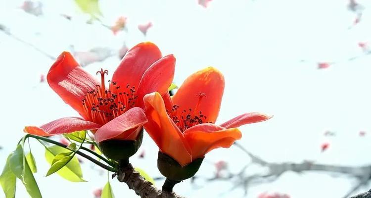 木棉花的花语及其意义（探索木棉花的花语）