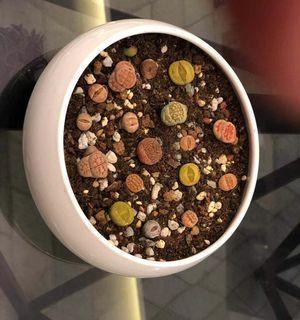 生石花多肉如何养护出最佳状态？常见问题有哪些解决方法？