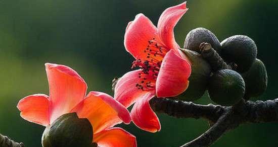 木棉花的花语及其意义（探索木棉花的花语）