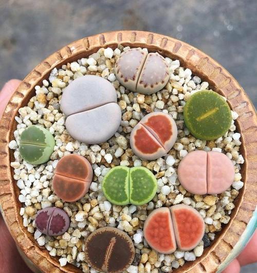 生石花多肉如何养护出最佳状态？常见问题有哪些解决方法？