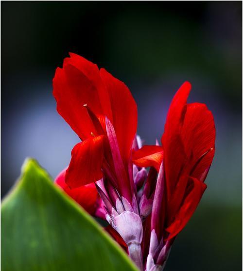 美人蕉花语与传说（探秘美人蕉的神秘之美与传承）