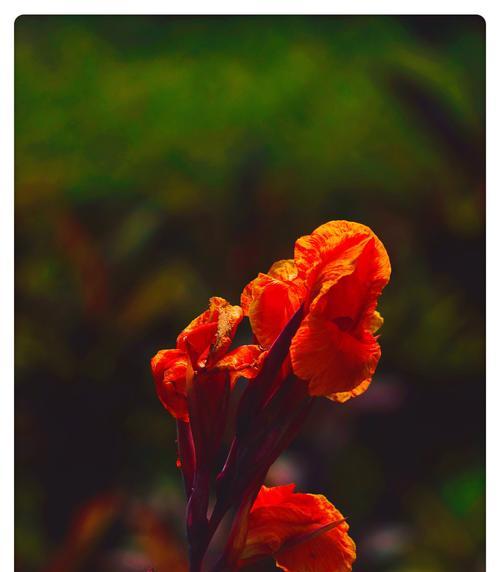 美人蕉花语与传说（探秘美人蕉的神秘之美与传承）