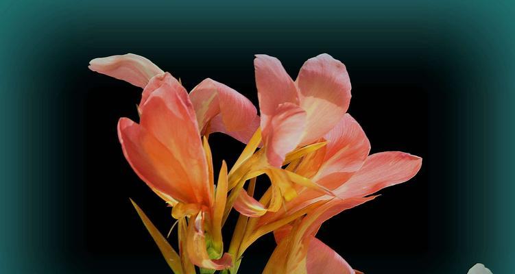 美人蕉花语与传说（探秘美人蕉的神秘之美与传承）