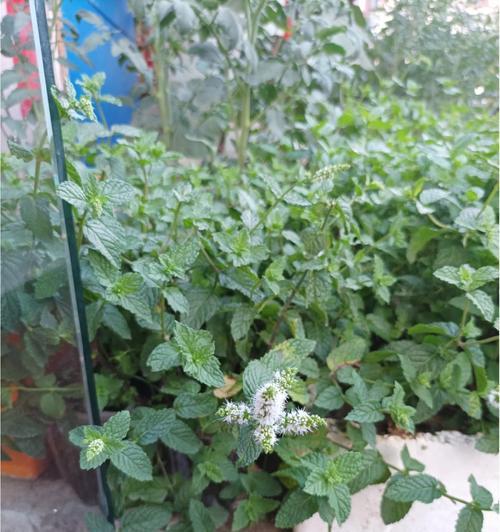 薄荷开花之寓意与意义（深入探究薄荷开花的象征与作用）