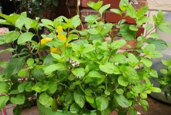 薄荷开花之寓意与意义（深入探究薄荷开花的象征与作用）