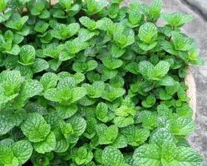 薄荷开花之寓意与意义（深入探究薄荷开花的象征与作用）