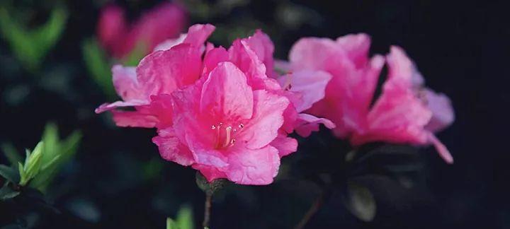 杜鹃花的花语与意义（揭示杜鹃花的花语之美）