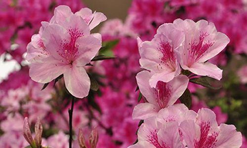 杜鹃花的花语与意义（揭示杜鹃花的花语之美）