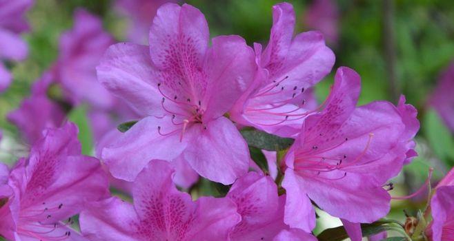 杜鹃花的花语与意义（揭示杜鹃花的花语之美）